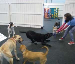 Lab Tug-o-War at Healthy Hound Playground Dog Day Care Sterling VA