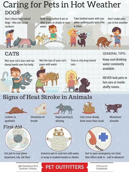 Tips for Caring for Pets in Hot Weather, Photo Credit: Thanks to Eddie and Beasley's mom, Melisa