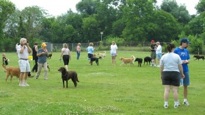 dog day care and dog park chantilly va