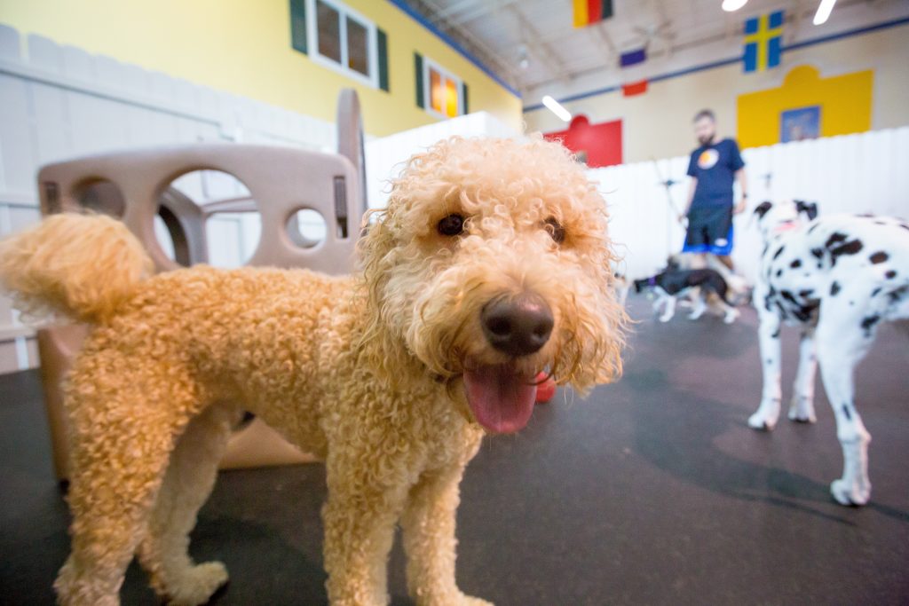 How to Choose the Best Dog Boarding Kennel in Chantilly VA for Your Pup