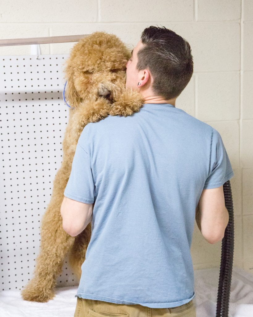 Reston, Ashburn, Sterling & Herndon, Northern VA Dog Grooming Salon