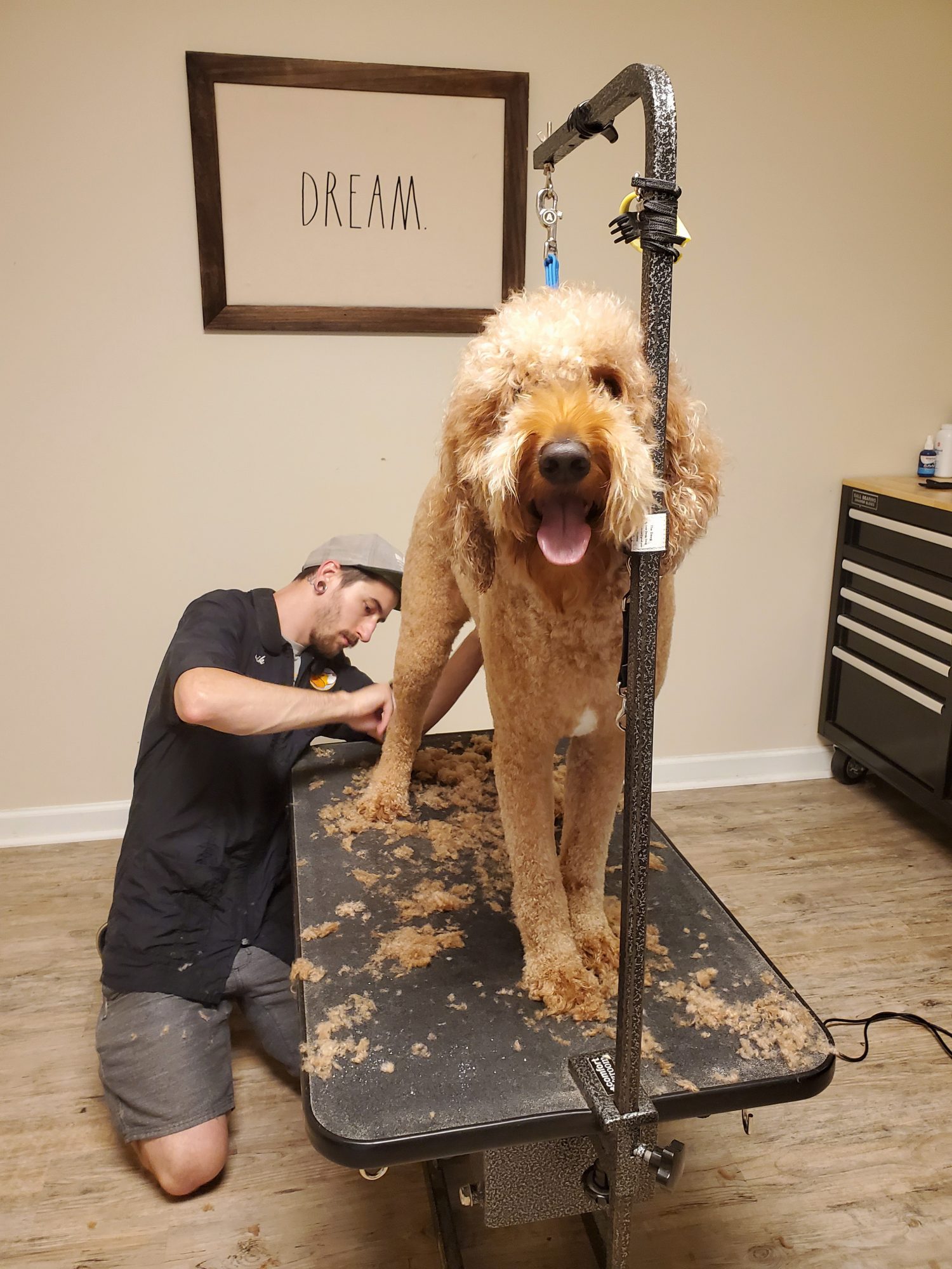 More Than Just a Haircut: The Benefits of Professional Dog Grooming