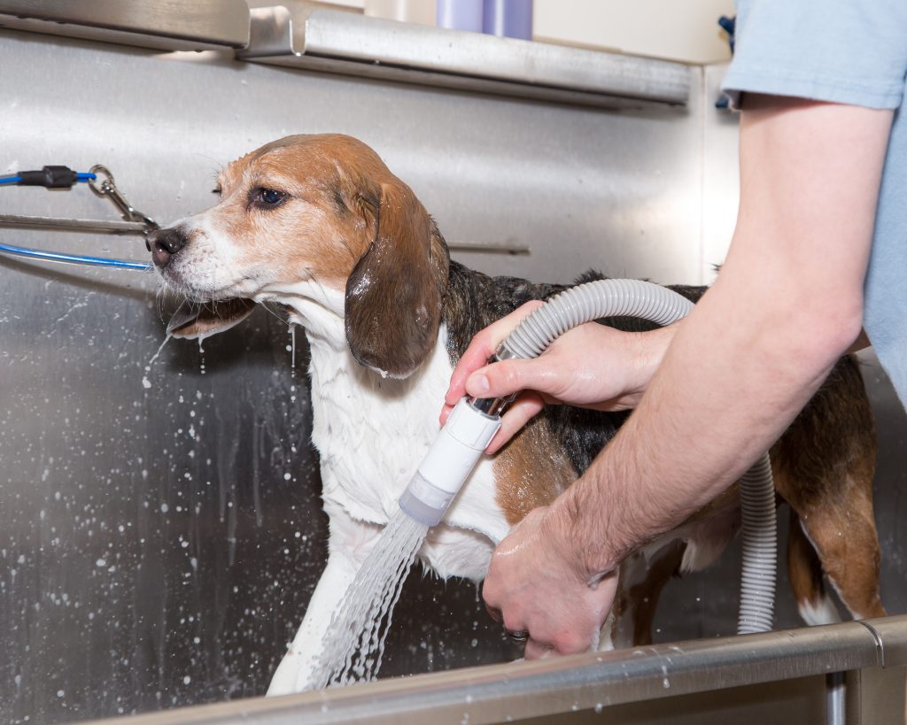 More Than Just a Haircut The Benefits of Professional Dog Grooming