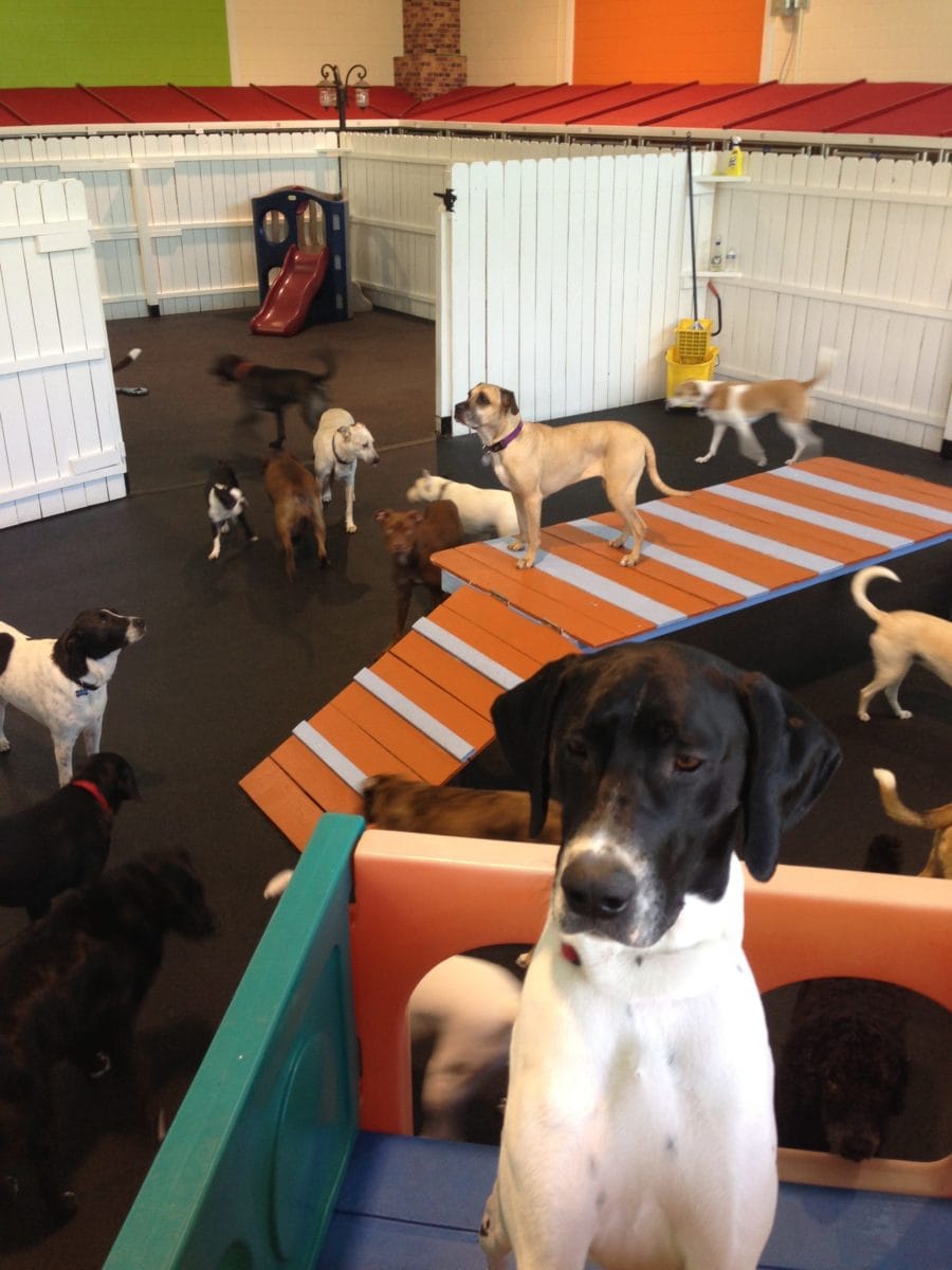 Reston, va top rated dog boarding kennel
