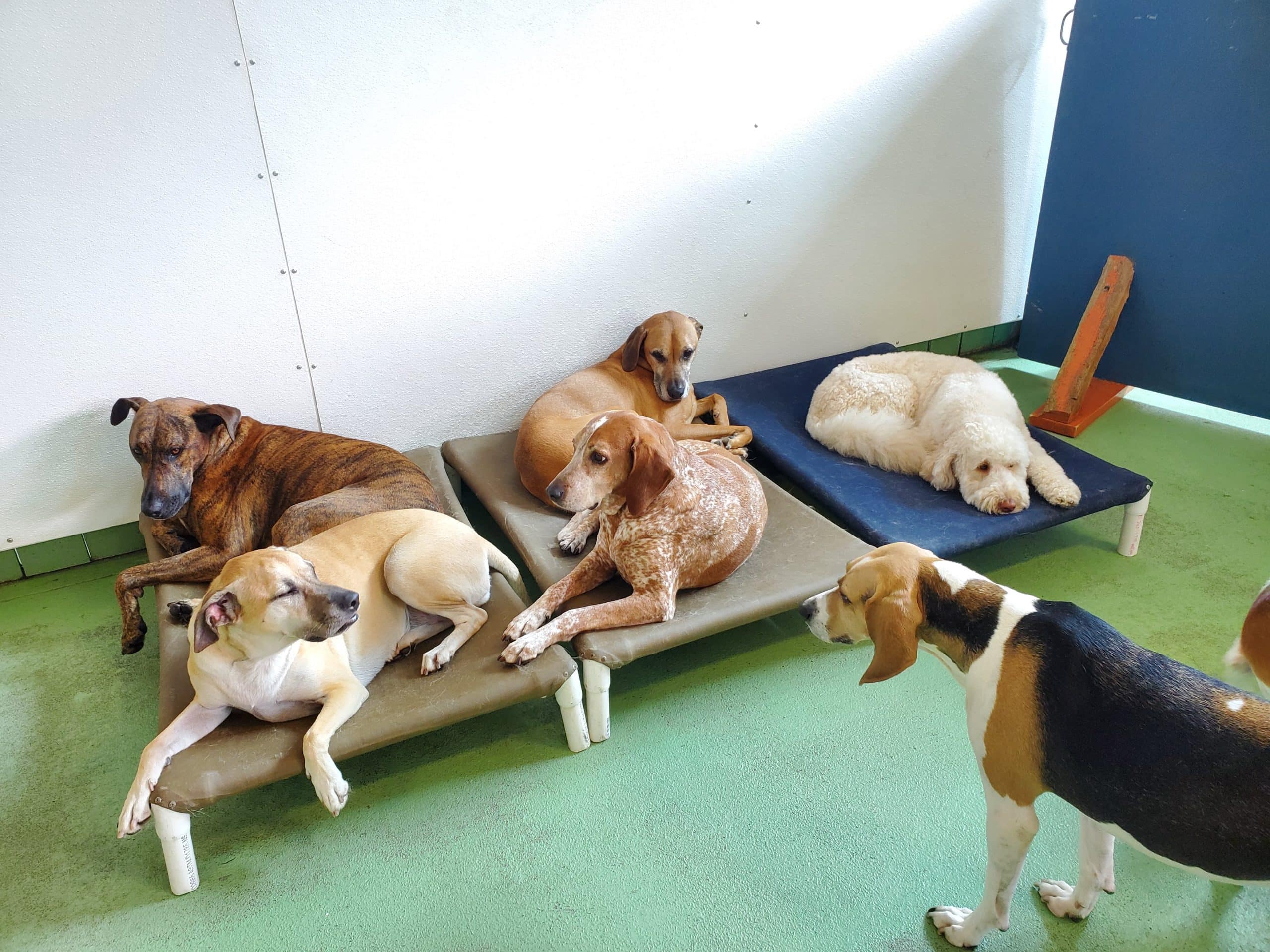 dog day care nap time in chantilly va
