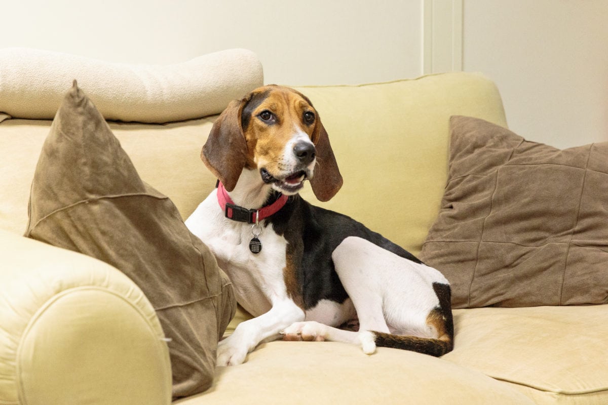 beagle coonhound mix