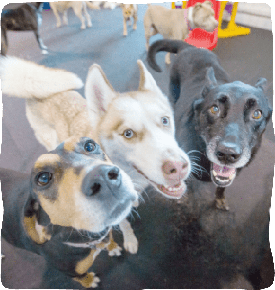 3 large dogs enjoy daycare near reston va and germantown md