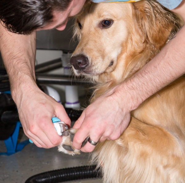 Rockville MD Dog Day Care, Dog Boarding Kennel, and Grooming Salon