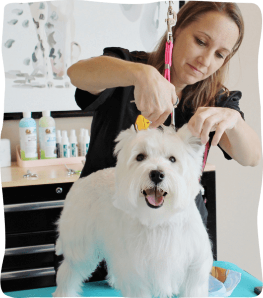 Expert dog grooming in herndon va and bethesda maryland