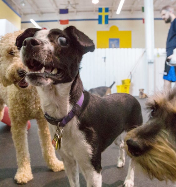 Potomac MD Dog Boarding, Doggie Daycare & Grooming Salon