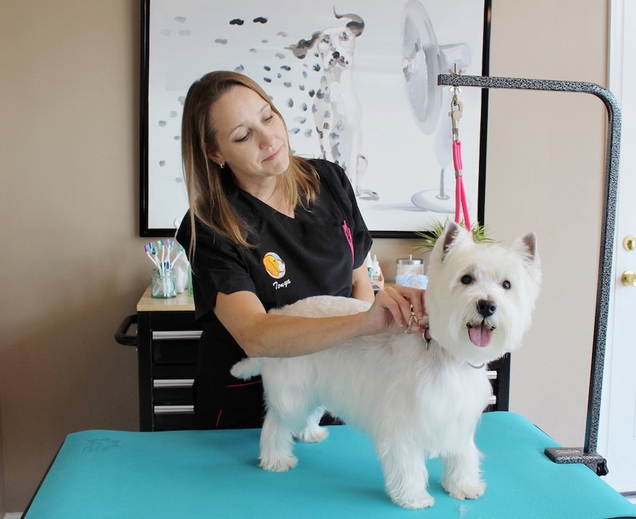 A Westie dog grooming session with Tonya in Silver Spring
