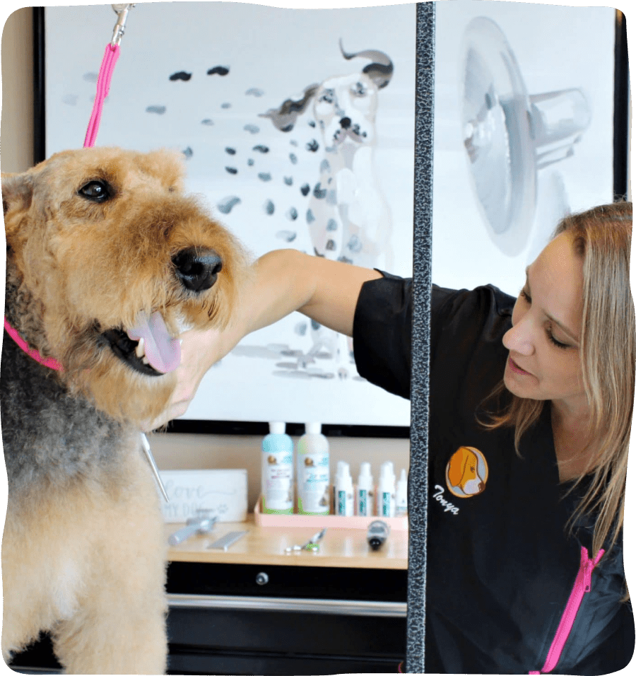 An airedale dog enjoys a haircut with his groomer.