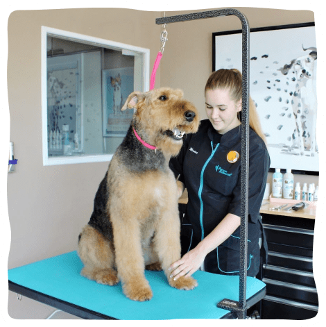 An airedale dog enjoys a haircut with his groomer.
