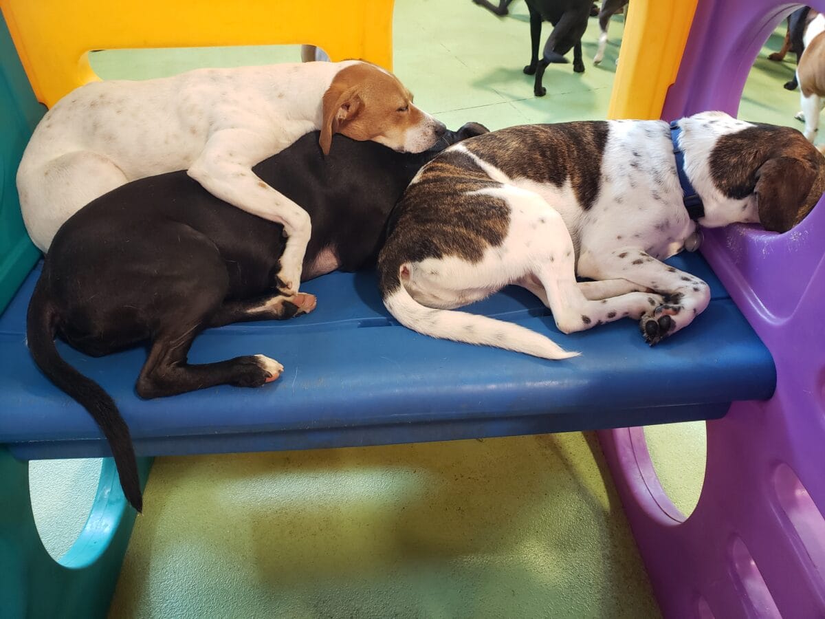 Dog Daycare helps pups with separation anxiety!