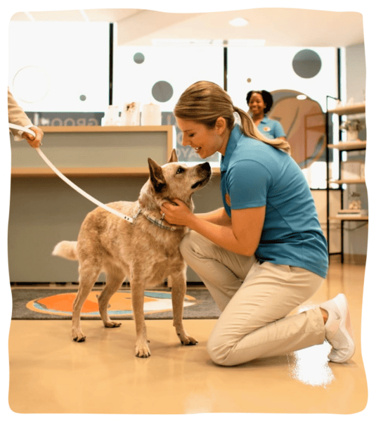 Rockville MD Dog Day Care, Dog Boarding Kennel, and Grooming Salon