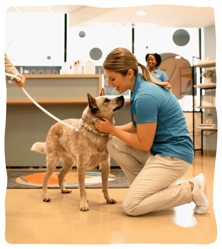 Rockville MD Dog Day Care, Dog Boarding Kennel, and Grooming Salon