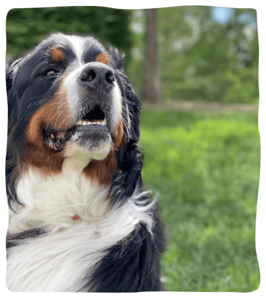 Rockville MD Dog Day Care, Dog Boarding Kennel, and Grooming Salon