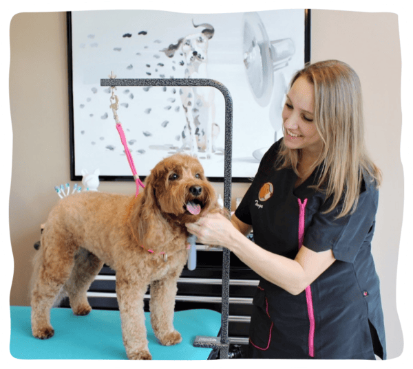 Rockville MD Dog Day Care, Dog Boarding Kennel, and Grooming Salon