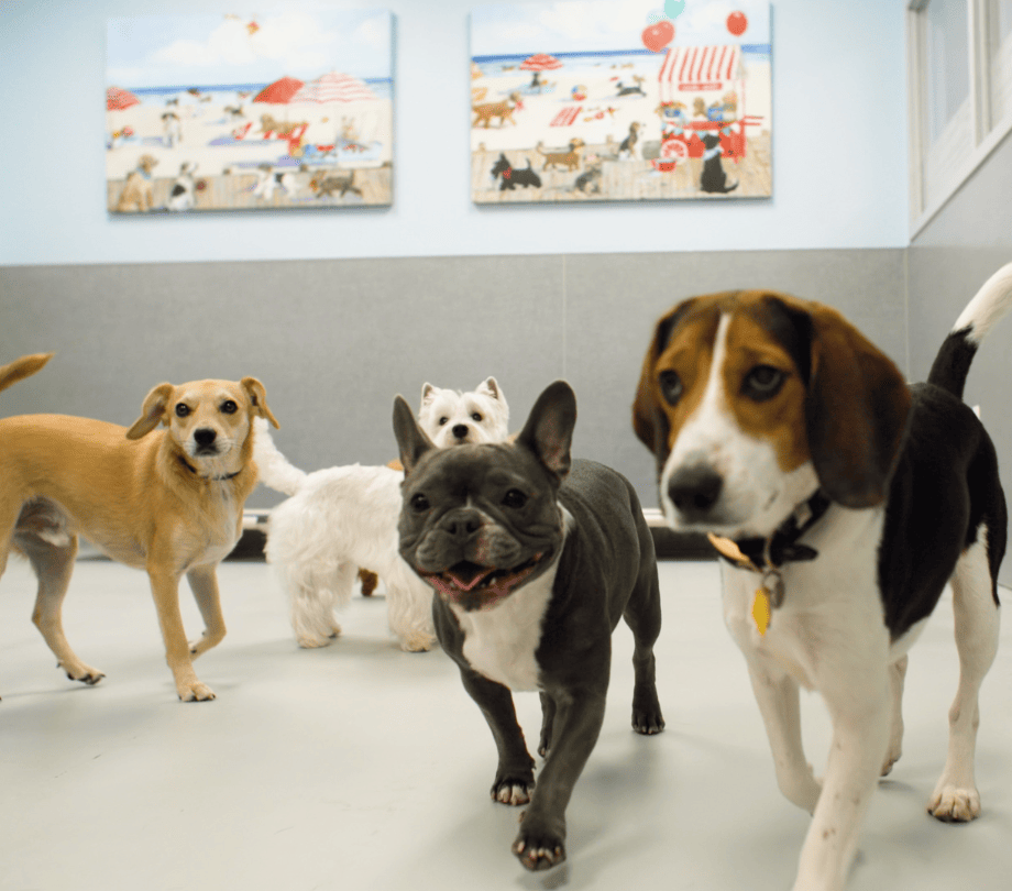 small dogs enjoying daycare in rockville md