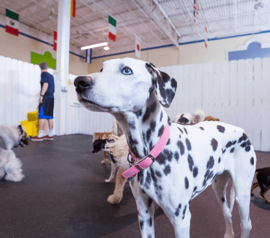 a Dalmatian dog plays in daycare in sterling va