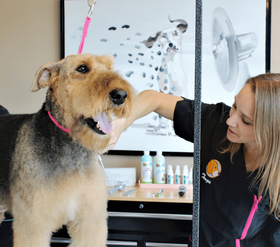 a dog gets groomed in chantilly va