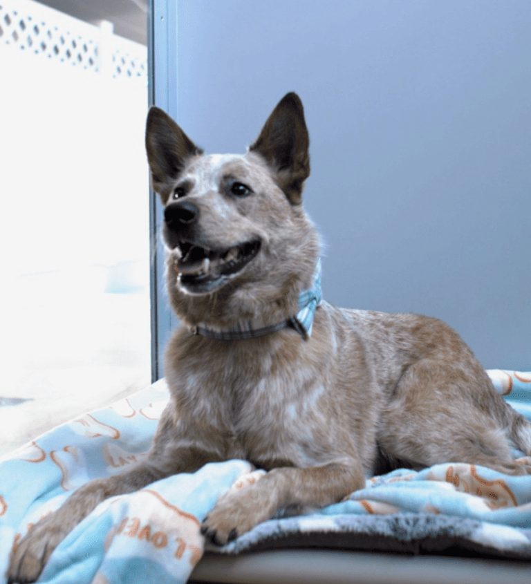 5⭐️ Dog Boarding in the Reston Ashburn Centreville Chantilly VA Areas