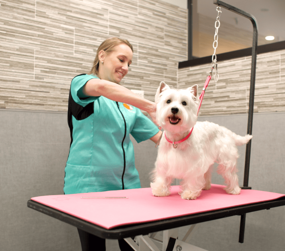chevy chase dog grooming