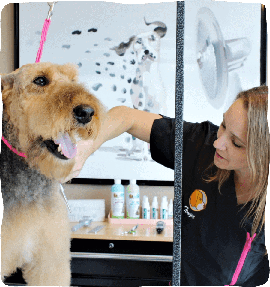 herndon dog grooming