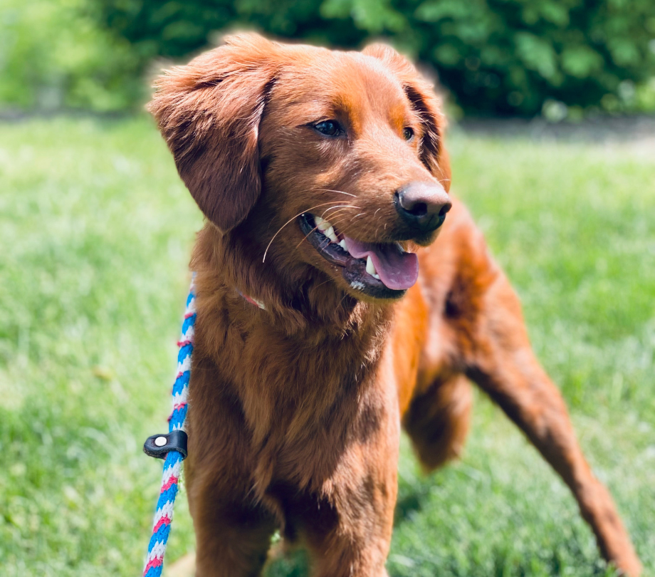 dog boarding fairfax va