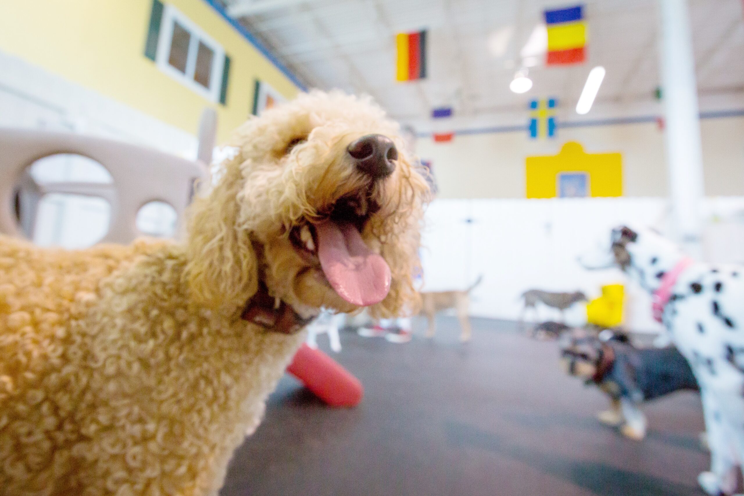 Top-Rated Dog Daycare, Boarding &amp; Grooming in Gainesville, VA 🐕 | 5 ...