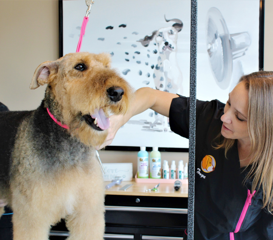 a dog groomer in springfield va