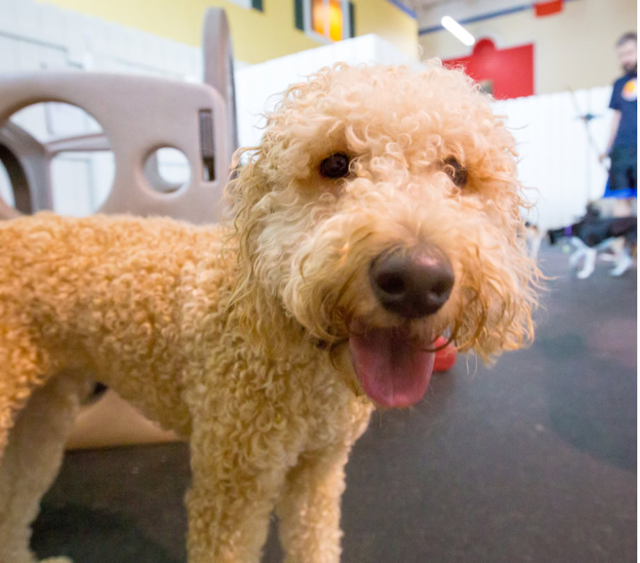 a dog having fun in dog daycare in springfield